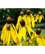 Yellow Prairie Coneflower Seeds 200 Ratibida Wildflower Fresh Garden - $77.59 MXN
