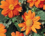 Mexican Sunflower  Seeds 80 Seeds Fast Shipping - $7.99