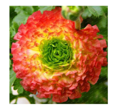 100 Pieces Bag New Scabiosa Flower Plantas Fresh Seeds Fast Shipping - $14.18