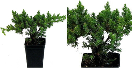 Japanese Juniper Bonsai Starter Tree - 3&quot; pot - Outdoor Living - C2 - £39.35 GBP