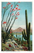 Ocotillo and Sahuaro Cactus In The Deserts Of Arizona Cactus Postcard - £7.08 GBP