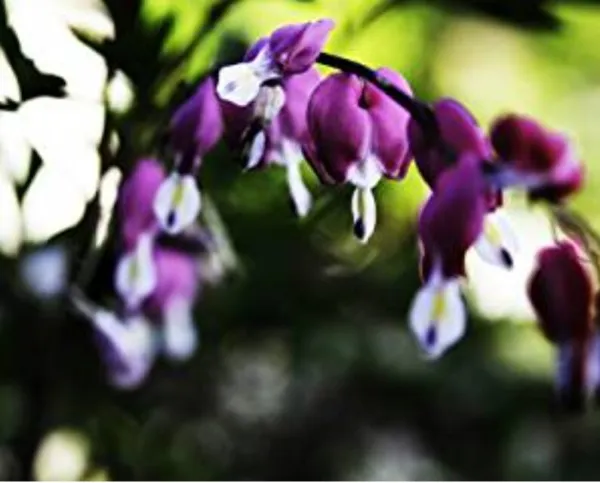 New Fresh 25 Dark Purple Bleeding Heart Seeds Flowers Shade Flower Seed - £10.85 GBP
