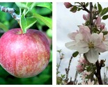 1 GALA Apple Tree Live Plant 18-30&quot; Tall - £62.87 GBP
