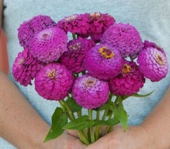 25 Zinnia Oklahoma Carmine Seeds New Fresh Seeds USA - £7.55 GBP