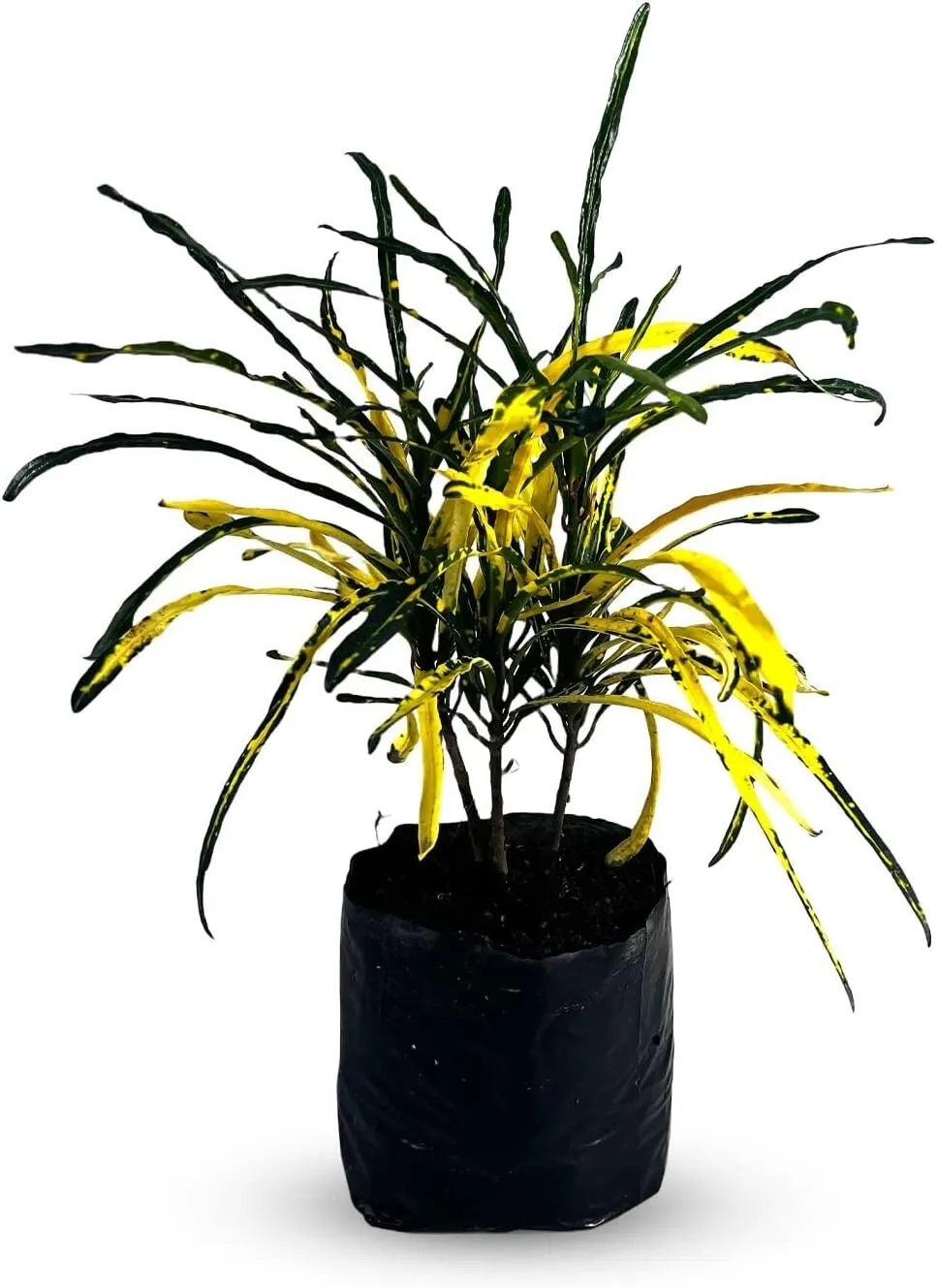 Crotton Zanzibar Yellow Tropical Plant Natural Décor - £39.26 GBP