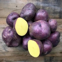 Potato Tubers Huckleberry Gold (10 Micro Tubers), Seeds R - £33.75 GBP