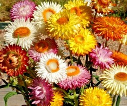 Bloomys 400 Seeds Strawflower Mix Flower Seeds Wildflower Dried Cut Flowers Gard - £8.01 GBP