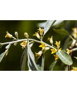 Organic Russian Olive Elaeagnus angustifolia 20 Seeds for Thriving Garden - $13.10