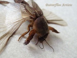 Real Mole Cricket Gryllotalpa Africana RARE XL Entomology Collectible Sh... - £69.21 GBP