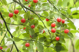 30 Red Huckleberry Vaccinium Parvifolium Blueberry Bilberry Fruit   - $17.00