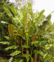 5  Pc Seeds Hardy Banana Tree Plant, Musa sikkimensis Seeds for Planting | RK - £14.81 GBP