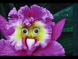 the World&#39;s Rarest Baby Face Orchid Perennial Flower Seeds Item NO: NF940 - £9.54 GBP