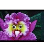 the World's Rarest Baby Face Orchid Perennial Flower Seeds Item NO: NF940 - £9.41 GBP