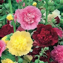 1 Pack 100 Mix Hollyhock Seeds Alcea Rosea Hollyhock Mallow Garden Flowers Fresh - £4.74 GBP