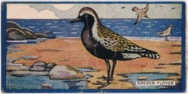 Cowan Co Toronto Card Golden Plover Canadian Bird Series - $4.94