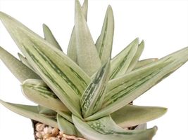 2.5&quot; Pot Gasteria Green Gasteraloe Ice Aloe Succulent Easy Grows Home Live Plant - £36.61 GBP