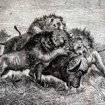 Lions Killing Water Buffalo 1890 Woodcut Victorian Stanley In Africa DWAA2C - £31.45 GBP