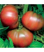 Black From Tula Tomato Seeds 50 Ct Vegetable Garden Fresh Garden - $4.28