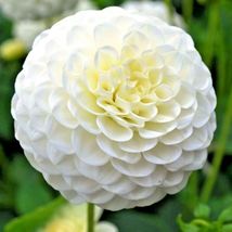 Shipped From Us 600+ZINNIA Polar Bear Double 4&quot;-5&quot; White Flowers Seeds, CB08 - £14.38 GBP