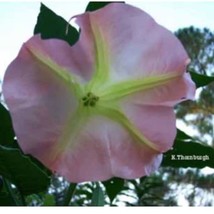 Fresh Strawberries Cream Angel Trumpet Brugmansia Well Rooted Starter Pl... - $53.08