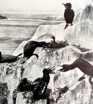 Brandt&#39;s Cormorants In Monterey California 1936 Bird Print Nature DWU13 - £15.73 GBP