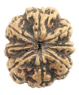 Rare Super Collector Size 8 Mukhi Rudraksha with 8 complete seeds - 30.6... - €389,79 EUR