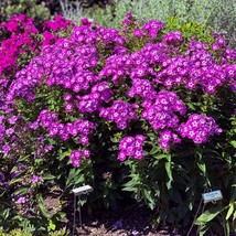 10 Perennial Phlox Laura Organic Plants Flowers Herbs Vintage Heirloom Cottage - £54.52 GBP