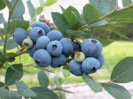 New! 1 Earliblue Northern Highbush Blueberry Ship Bare Root 10&quot; to 12&quot; i... - £47.69 GBP