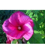 SEEDS- Hibiscus moscheutos -Cold Hardy Perennial with large gorgeous flo... - €5,01 EUR+