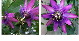 Passiflora &quot;Amethyst&quot; Passion flower vine, 10-16 inches long - £64.09 GBP