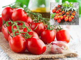 Cherry Tomato Seeds - Organic &amp; Non Gmo Tomato Seeds - Heirloom Seeds - ... - £1.75 GBP