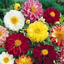Mixed 9 Colors Dwarf Dahlia Flower 30 PCS Seeds A5763 - $83.73 MXN