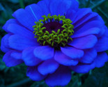 Zinnia Flowers Dark Blue Color Garden Plants 50 Seeds - £4.65 GBP