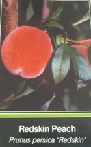 Redskin Peach 4 6 Ft Tree Plant Sweet Juicy Plant Plant Plant (For Spring &amp; Summ - £158.14 GBP