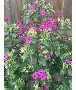 Marvel Of Peru Four O’Clock Flower Seeds Homegrown Texas 25 Seeds - €10,16 EUR Marvel Of Peru Four O’Clock Flower Seeds Homegrown Texas 25 Seeds - €10,16 EUR