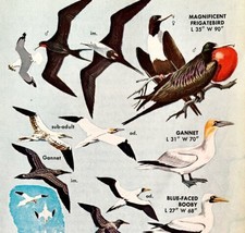 Frigatebird Booby Gannet Birds Varieties 1966 Color Art Print Nature ADBN1s - £15.72 GBP