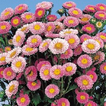 Aster Seeds Aster Matsumoto Pink 50 Aster Seeds Flower Seeds Gardening USA Shipp - £10.88 GBP