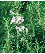 Rosemary Great Garden Herb 200 Seeds - €11,29 EUR