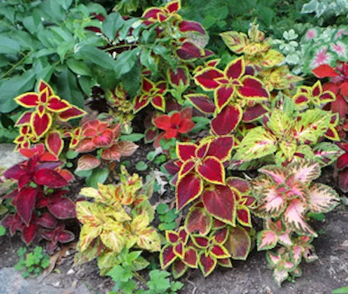 TISSS 50 Coleus Rainbow Mix/Loving Easy Indoor Or Outdoor Plant Flower Seeds USA - $15.33