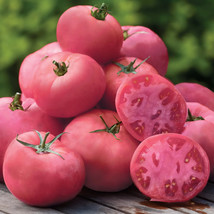 50 Seeds Big Pink Tomato Juicy Tomatoe Vegetable Garden Fresh USA Shipping - £7.42 GBP