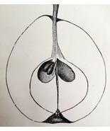 Le Conte Pear Cross Section Drawing Victorian 1887 Art Plate Print DWT9B - $24.99