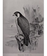 1896 British Birds Arthur Butler Zoology Ornithology Illustrated Science... - $766.79