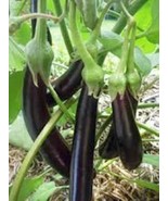 100+ USA Eggplant Seeds Long Purple Eggplants Aubergine for  2023 Season - £2.35 GBP
