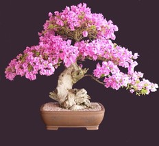 SR12Store Bonsai Sakura Cherry Blosom Tree Seeds 2 CountBeautiful Pink Blooms US - £6.94 GBP