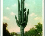 Giant Cactus Arizona AZ 1915 Detroit Publishing DB Postcard Ogden LA RPO... - $4.90
