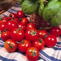 USA SELLER Er&#39;s Delight Cherry Tomato Seeds Super Sweet Early German Grown To Or - £13.55 GBP