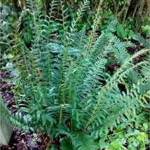 3 Christmas Ferns Polystichum Acrostichoides Bare Root Plant Evergreen S... - $14.98