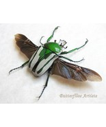 Real Fruit Chafer Beetle Ranzania Splendens Regal Framed Entomology Shad... - $94.74 CAD