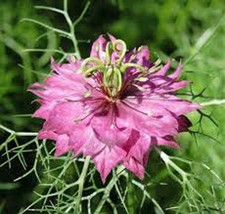 1000 Seeds Love In A Mist Seed Beautiful Redish Flower - £13.61 GBP