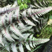 Best Seeds 500 Japanese Painted Fern Spores Seeds - £20.48 GBP